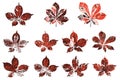 Horse chestnut leaf stamp Royalty Free Stock Photo