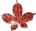 Horse chestnut leaf stamp. Imprint of fallen leaves. Autumn pattern. Royalty Free Stock Photo
