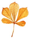 Horse chestnut leaf watercolour