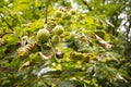 Horse chestnut leafs affected by Horse chestnut leaf-mining moth resulting in brown stains