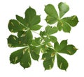 Horse chestnut leaves isolated on white background. Leaf miner damage Royalty Free Stock Photo