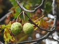 horse chestnut pods growing on a tree