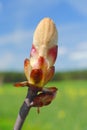 Horse-chestnut's spring bud Royalty Free Stock Photo