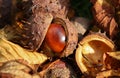 Horse Chestnut seed Royalty Free Stock Photo