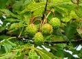 Horse Chestnut seed husks - Aesculus hippocastanum Royalty Free Stock Photo