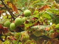 horse chestnut seed pods growing on an oak tree