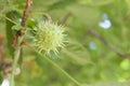 Horse chestnut shell on the branch, copy space Royalty Free Stock Photo