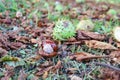 Horse chestnut shell case and conker lying on autumn leaves Royalty Free Stock Photo