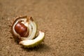 Horse chestnut shell and nut Royalty Free Stock Photo