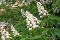 Horse chestnut spring white flowers on twig