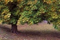 Horse Chestnut Tree