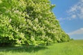 Horse chestnut tree Aesculus hippocastanum in blossom