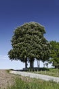 Horse Chestnut tree, Aesculus hippocastanum in spring, Germany