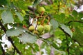 Horse chestnut tree branch with conkers.