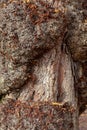 Horse Chestnut Tree With Burrs on Trunk, Oxford, England Royalty Free Stock Photo