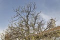 Horse chestnut tree, Conker tree or Aesculus hippocastanum   with buds and undeveloped young leaves on a spring sky background Royalty Free Stock Photo