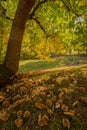 Horse chestnut tree in a forest with the ground covered with chestnuts and leaves in autumn Royalty Free Stock Photo