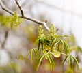 Horse Chestnut Tree Getting Ready to Bloom in Spring