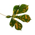 Horse Chestnut tree infested with leaf miner moth trails. damage to the leaves of the chestnut miner moth Cameraria Royalty Free Stock Photo