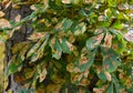 Horse chestnut tree leaf plant disease gracillariidae larva Royalty Free Stock Photo