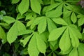 Horse Chestnut Tree Leaves in Spring - Aesculus hippocastanum, Norfolk, England, UK Royalty Free Stock Photo