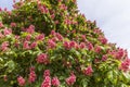 Horse-chestnut tree with pink flowers. Royalty Free Stock Photo