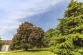 Horse-chestnut tree with pink flowers in a park. Royalty Free Stock Photo