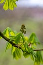 A Horse Chestnut Tree in Spring Royalty Free Stock Photo