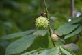 Horse chestnut on the tree