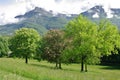 Horse chestnut-trees Royalty Free Stock Photo