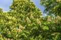 Horse chestnut trees flowers Royalty Free Stock Photo