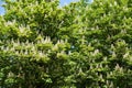 Horse chestnut trees in bloom in spring Royalty Free Stock Photo