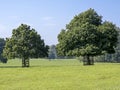 Horse chestnut trees in a green meadow Royalty Free Stock Photo