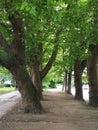 Horse chestnut trees in York, England Royalty Free Stock Photo