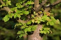 Horse chestnut vermin insect desease. Royalty Free Stock Photo