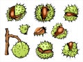 Horse Chestnut vetor illustration set, initially hand drawn with ink, vectorized and colored. Bright prickly nutshells