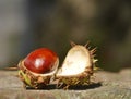 Horse chestnut on wall