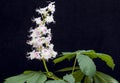 Horse-chestnut (Aesculus hippocastanum, Conker tree) flowers and Royalty Free Stock Photo