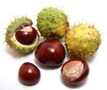 Horse-chestnuts #1 Royalty Free Stock Photo