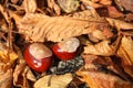 Horse chestnuts and leaves Royalty Free Stock Photo