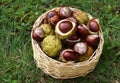 Horse chestnuts in a basket Royalty Free Stock Photo