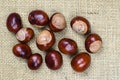 Horse chestnuts collection Royalty Free Stock Photo