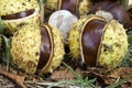 Horse-chestnuts or Conker tree nuts Royalty Free Stock Photo