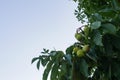 Horse chestnuts / conkers hanging from tree with copy space on left