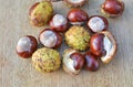 Horse chestnuts conkers