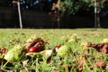 Horse chestnuts conkers lying on the ground