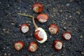 Horse chestnuts in a cracked shell lying on the pavement.
