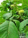 Horse chestnuts in green leaves Royalty Free Stock Photo