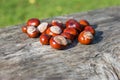 Horse chestnuts. Royalty Free Stock Photo