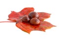 Horse chestnuts on leaf Royalty Free Stock Photo